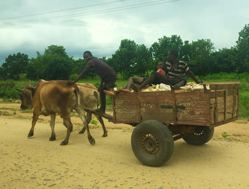 Three farmers travel on a dirt road in Malawi in an ox-drawn cart.