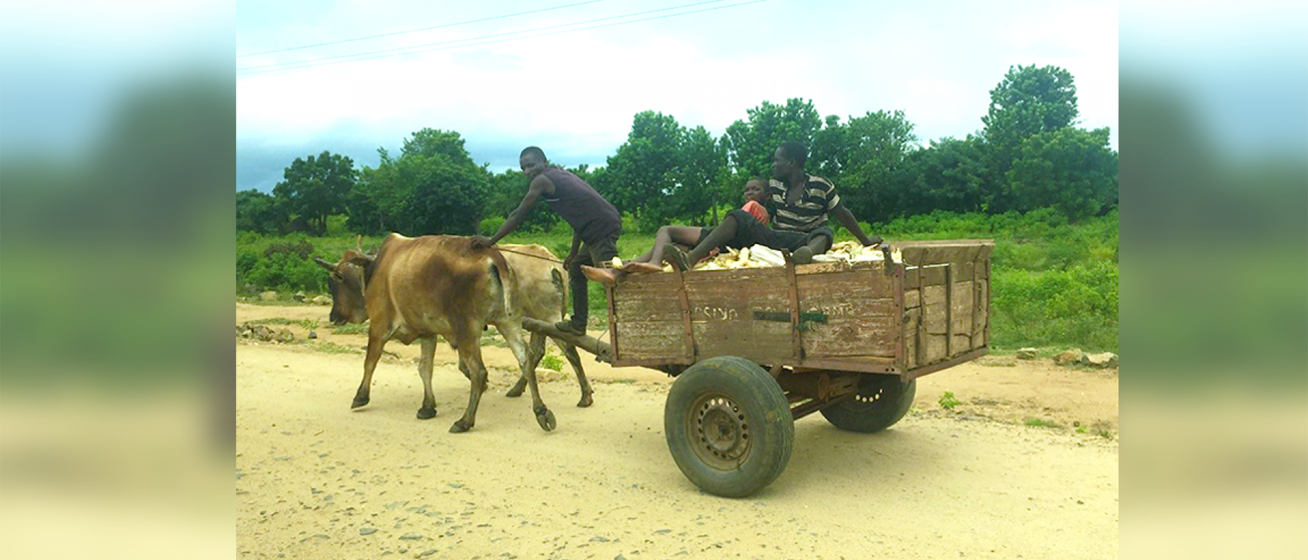 Three farmers travel on a dirt road in Malawi in an ox-drawn cart.