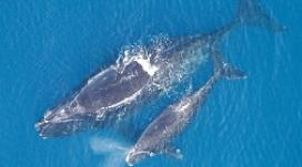 North Atlantic right whale with calf. (Florida Fish and Wildlife Conservation Commission/NOAA photo) North Atlantic right whale with calf.