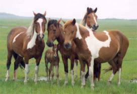 Horses at Assateague Island National Seashore