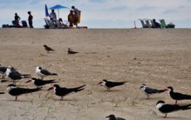 Birds gathered on a sandy beach at the Chincoteague National Wildlife Refuge.