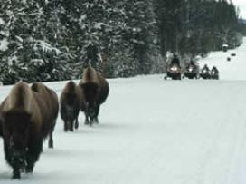 Snowmobiles following buffalo over snow